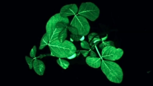 InnerPlant engineered plant that glows - photo
